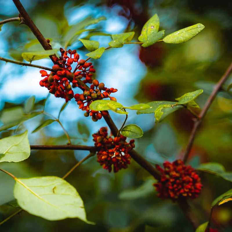 Prickly Ash Bark