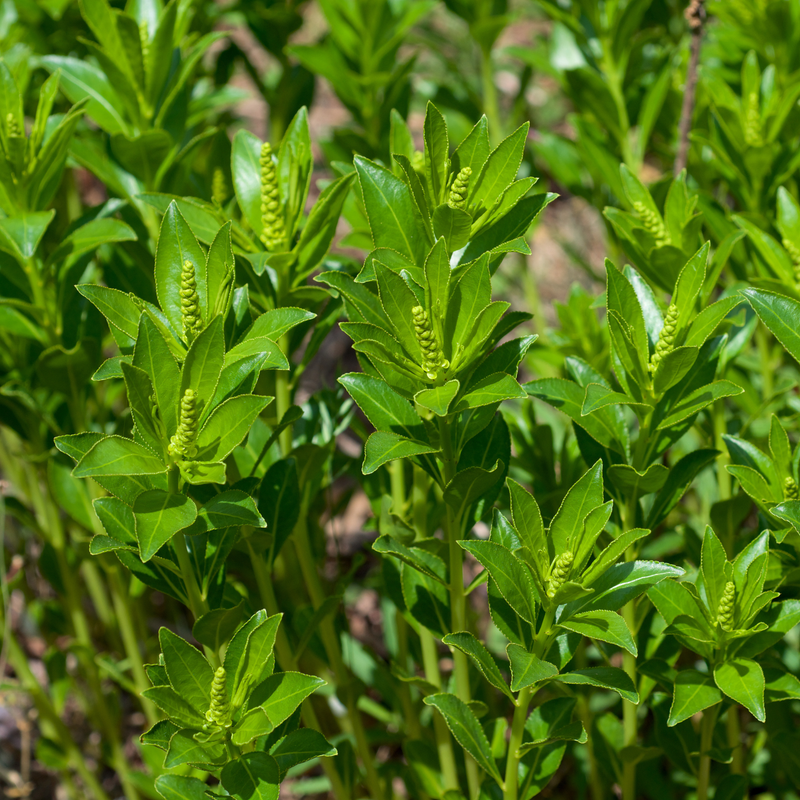 Stillingia Root