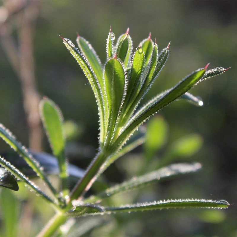 Cleavers Aerial Parts